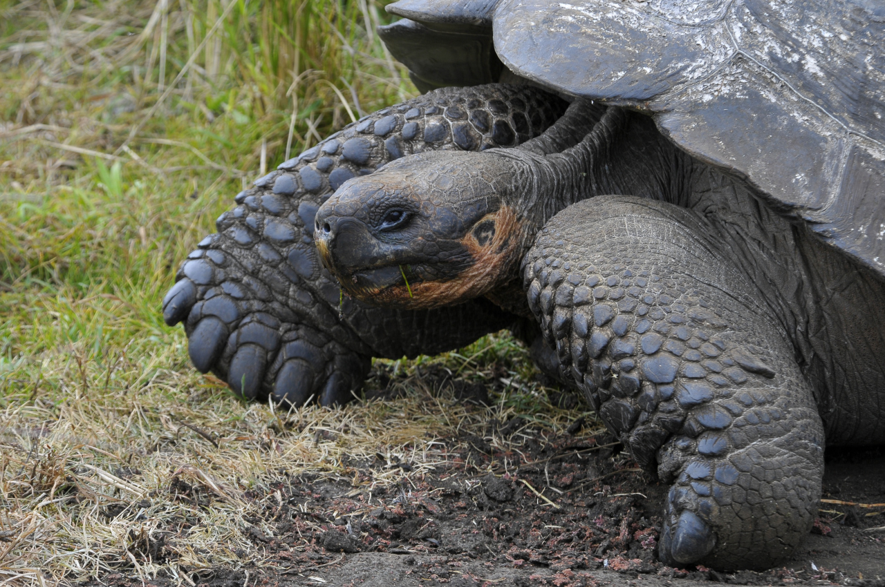 Tortuga Galápagos con más de 100 años de vida.