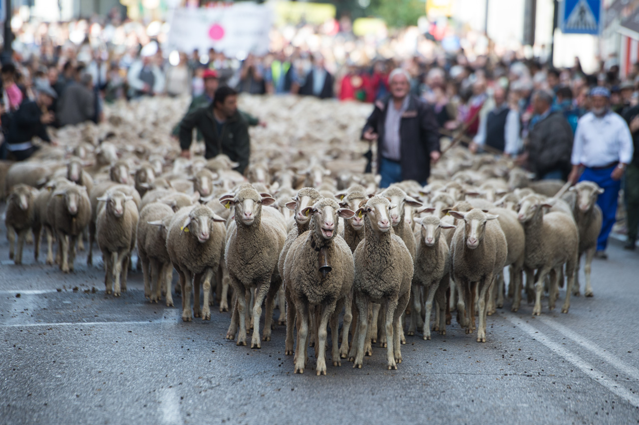 Pastores guían a las ovejas por las calles de Madrid durante la fiesta de la Trashumancia. 