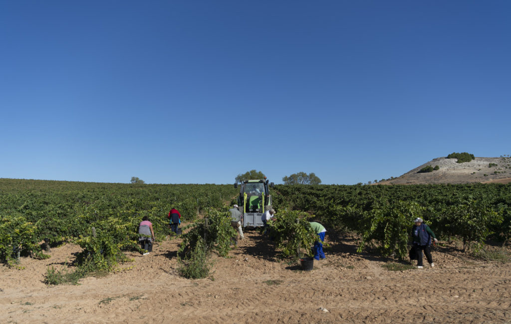 Este año las cosas están siendo diferentes, con cuadrillas de los temporeros «burbuja», y con estrictas medidas sanitarias.